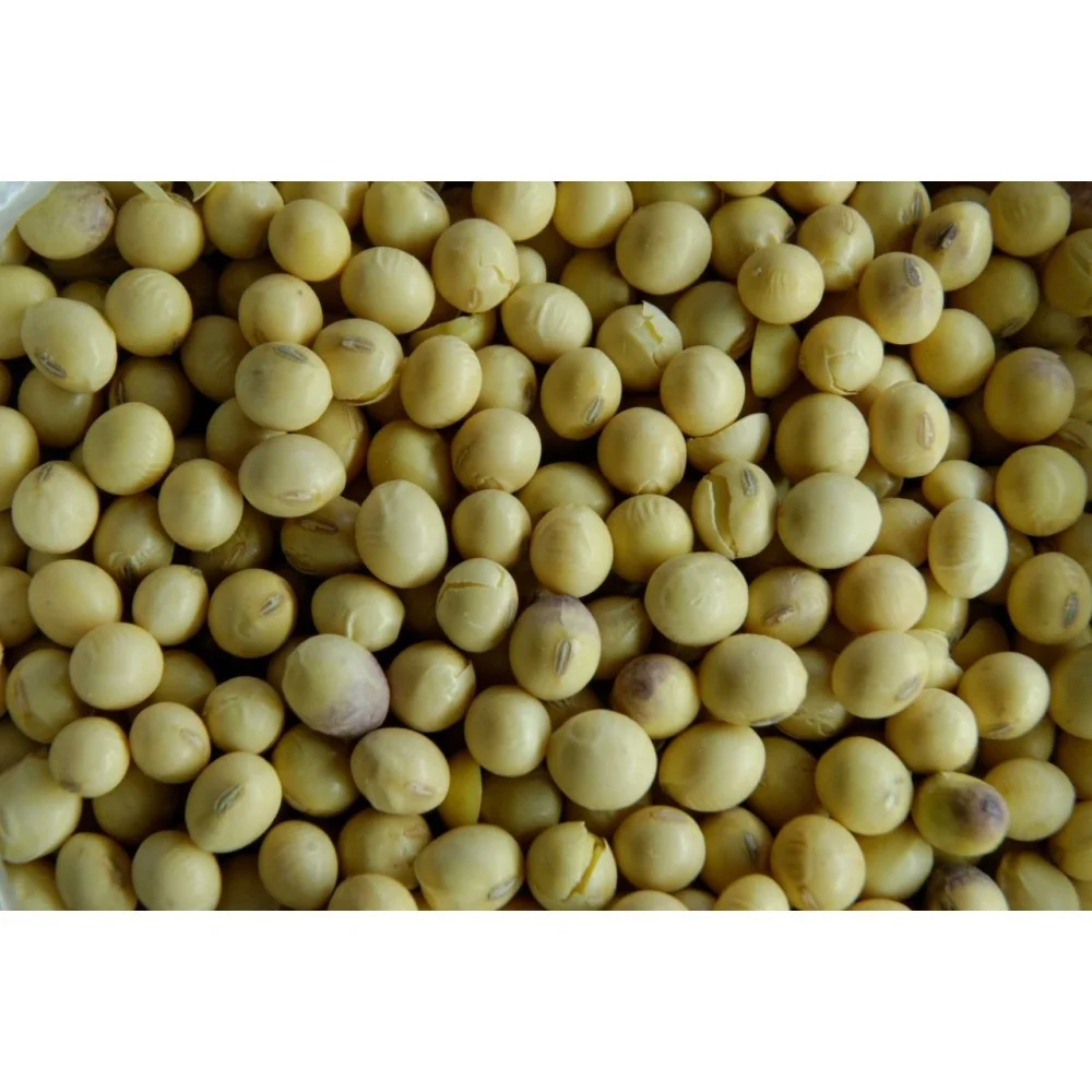 Soja em Grão 100g